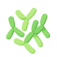 Bifidobacterium bifidum