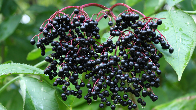 Organic Elderberry for Kids' Sleep & Immune Health Support