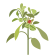 Ashwagandha in TruHeight Growth Capsules and Gummies