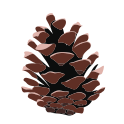 Pine Bark extract