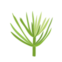 Horsetail Extract